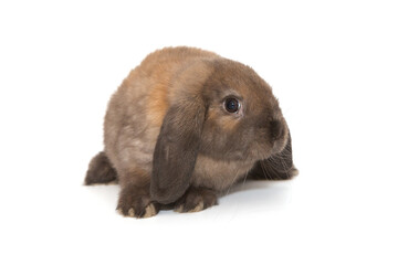 Decorative, little fold-eared rabbit