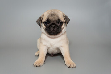 Small beige pug puppy