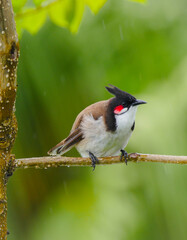 Close-up of a red Whiskered Bulbul bird perching in natural environment in rainy weather 