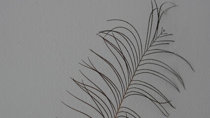 palm branch on a white wall background