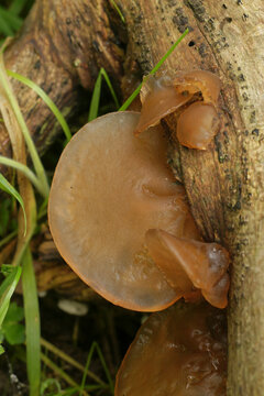 Vertical closeup on a Jelly ear mushrooms, Hirneola auricula-judae growing on a branch