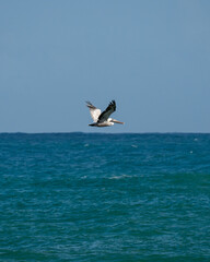Fototapeta na wymiar Pelican in the sea. Arecibo Puerto Rico