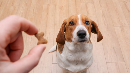 The cute dog receives tasty food as a reward for completing the command. Dog gets a treat as a...
