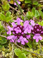 Closeup of the purple flowers of the creeping thyme (thymus serpyllum) in summer in the alps