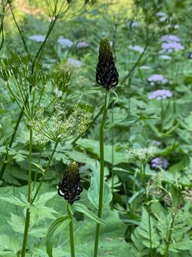 Flowers of phyteuma ovatum, Dark Rampion on an alpine meadow in summer