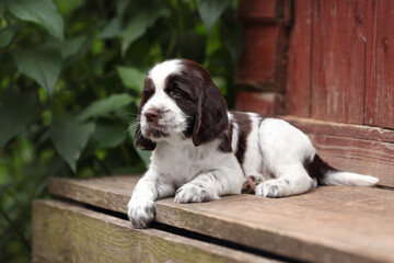 Cute little English Springer Spaniel puppy in nature