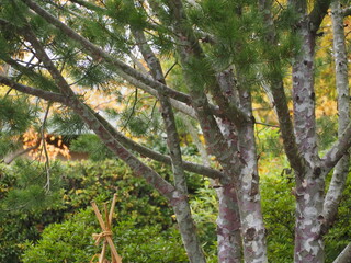 常緑樹　シロマツ