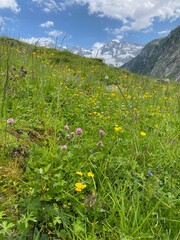 section of an alpine meadow with various wild flowers blooming.  in summer.