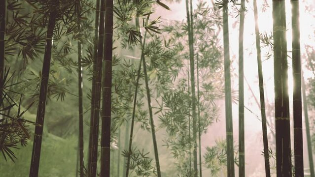 Morning atmosphere in a bamboo forest