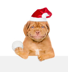 Smiling mastiff puppy wearing red santa hat holds snowball above empty white banner. Isolated on white background