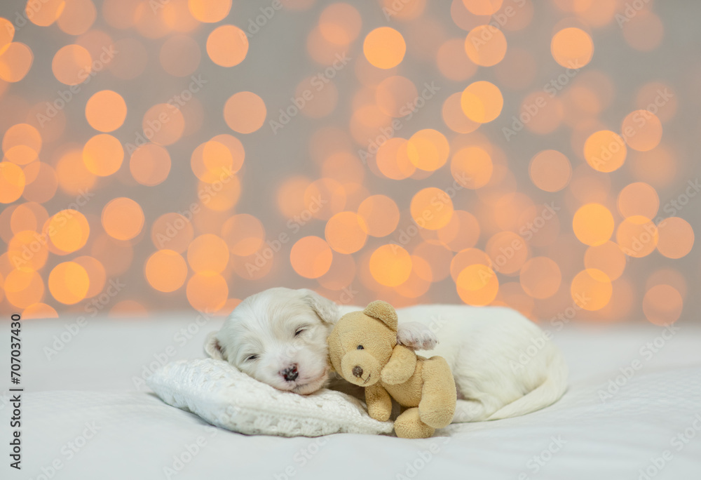 Aufkleber tiny white lapdog puppy sleeps on a bed at home and hugs favorite toy bear. festive blurred backgrou
