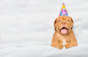 Happy Mastiff puppy wearing birthday cap lying under white warm blanket on a bed at home.  Top down...
