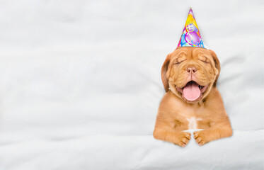 Happy Mastiff puppy wearing birthday cap lying under white warm blanket on a bed at home.  Top down...
