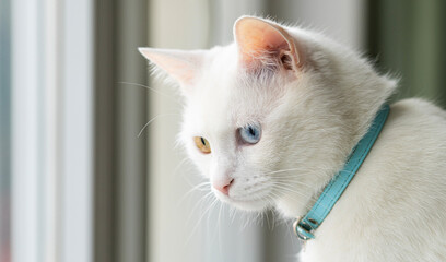 Beautiful white cat
