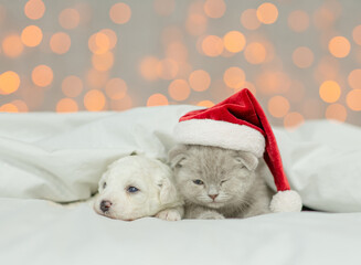 Tiny Lapdog puppy and cute kitten  wearing red santa hat lying together under white warm blanket on a bed at home