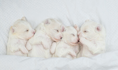 Four tiny white lapdog puppies sleep under warm white blanket on a bed at home. Top down view