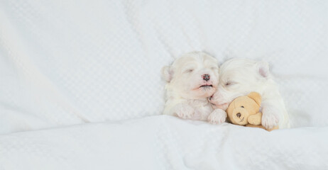 Two cute white Lapdog puppies sleep with toy bear under warm blanket on a bed at home. Top down view. Empty space for text