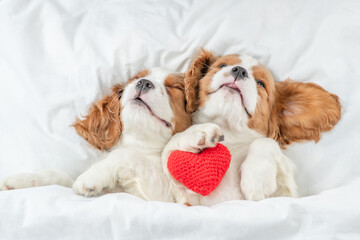 Two cozy Cavalier King Charles Spaniel puppies sleep together with red heart on a bed at home. Top...