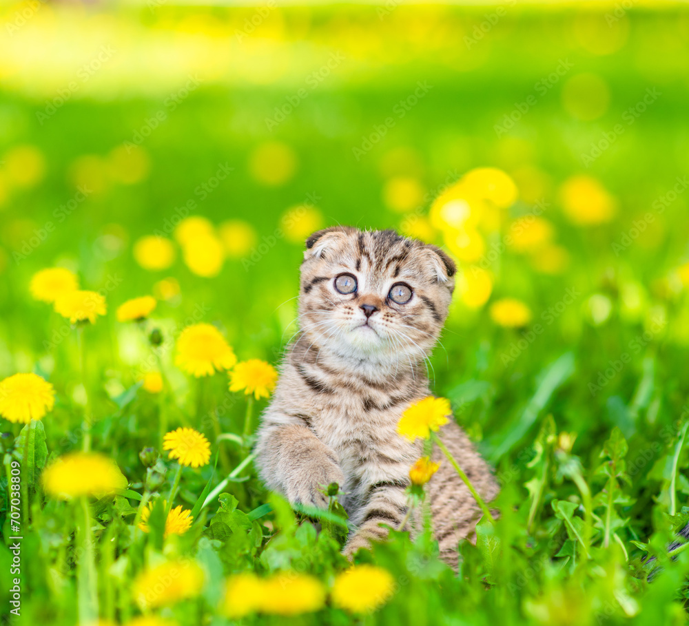 Poster funny tiny tabby kitten sits on dandelion lawn