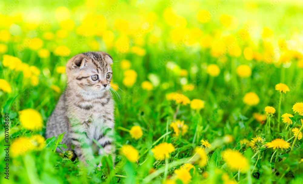 Poster cute tabby kitten sits on dandelion lawn. empty space for text