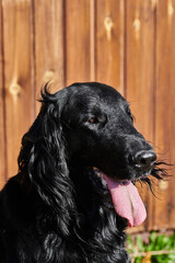 Portrait of black flat-coated retriever walking and playing close-up, purebred dog against the background of a wooden fence