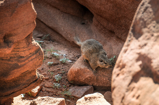 petromus typicus on a red rock in twyfelfontein Namibia