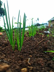 onions growing in the garden