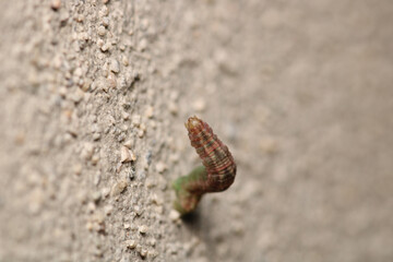 cimbex femoratus fly larva macro photo
