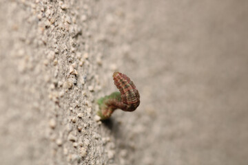 cimbex femoratus fly larva macro photo