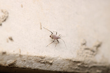 harmful aphid insect macro photo