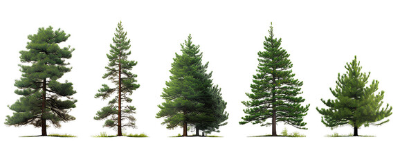 Set of pine trees on transparent background PNG