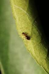 Black carpenter ant macro photo