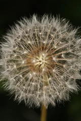 Rolgordijnen dandelion seeds are thrown in the wind © Recep