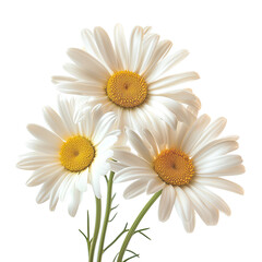 A close-up view of three beautiful white daisies with vibrant yellow centers, isolated on a white background, showcasing their natural elegance and simplicity.