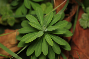 greater quaking grass plant macro photo