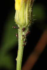 harmful aphid insect macro photo