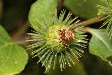 natural lesser burdock flower photo