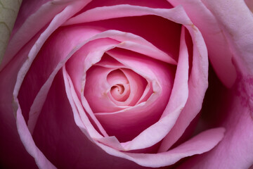 Beautiful and romantic studio shot Rose, Shot with a Shallow Depth of field to give it a dreamy effect. Perfectly romantic background