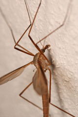 tipula luna insect macro photo
