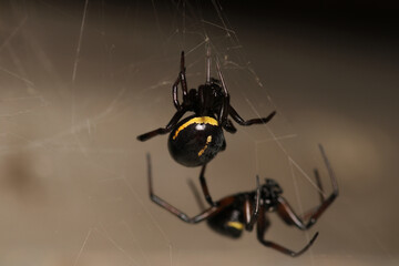 steatoda cingulata spider macro photo