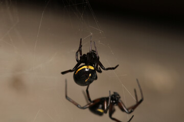 steatoda cingulata spider macro photo