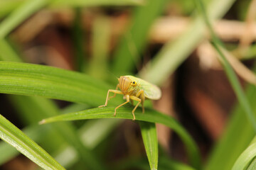 natural Passionvine hopper insect macro photo