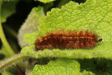 natural phragmatobia fuliginosa caterpillar macro photo