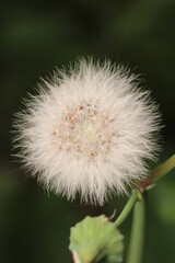 dandelion seeds are thrown in the wind