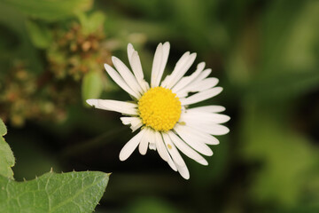 Natural Bellis Perennis Macro Photo © Recep