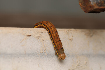 cimbex femoratus fly larva macro photo