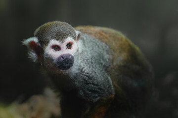 Naklejka na ściany i meble Common Squirrel Monkey (Saimiri sciureus)