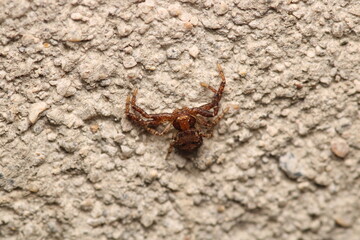 xysticus kochi spider macro photo