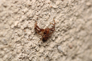 xysticus kochi spider macro photo