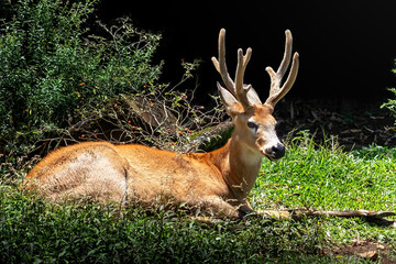 Marsh Deer with Velvet Antlers (Blastocerus dichotomus)